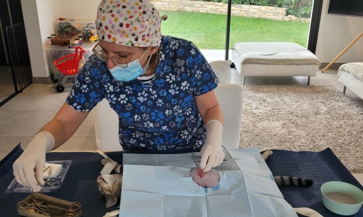 chirurgie v&eacute;t&eacute;rinaire &agrave; domicile