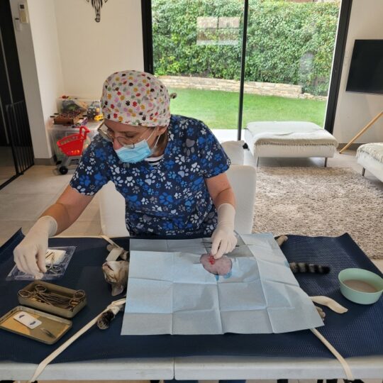 chirurgie v&eacute;t&eacute;rinaire &agrave; domicile