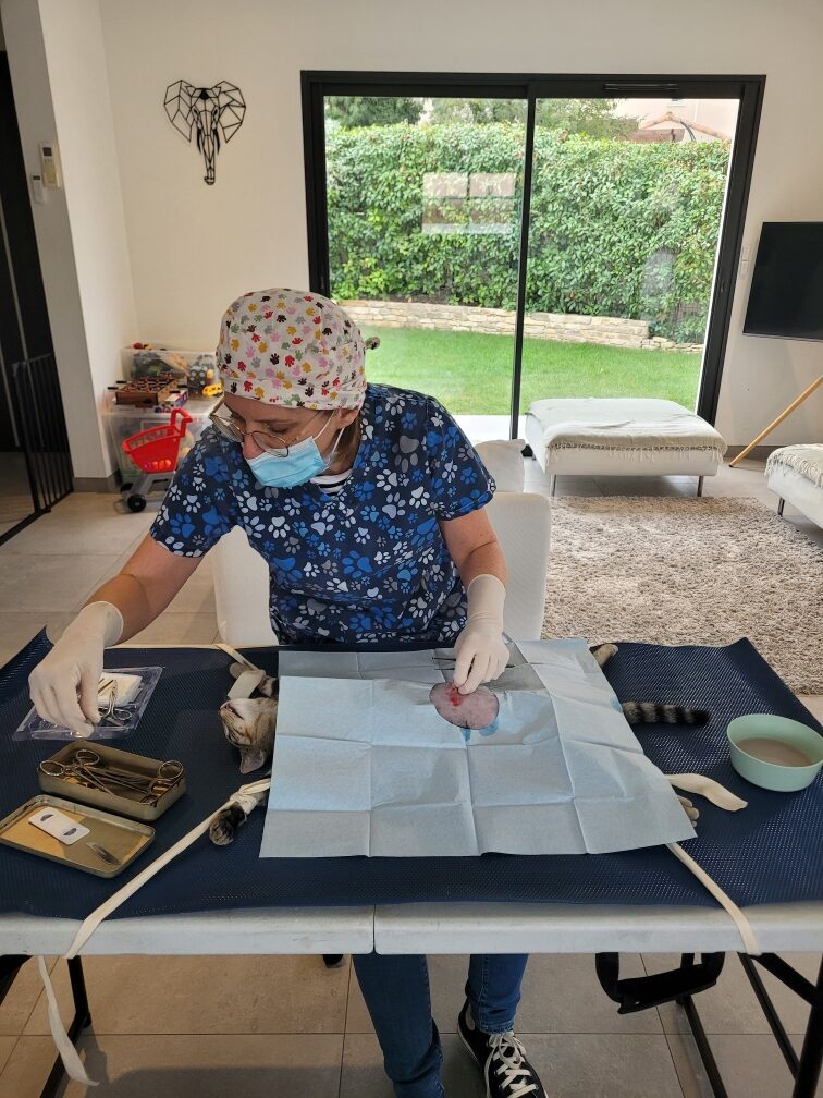 chirurgie vétérinaire à domicile