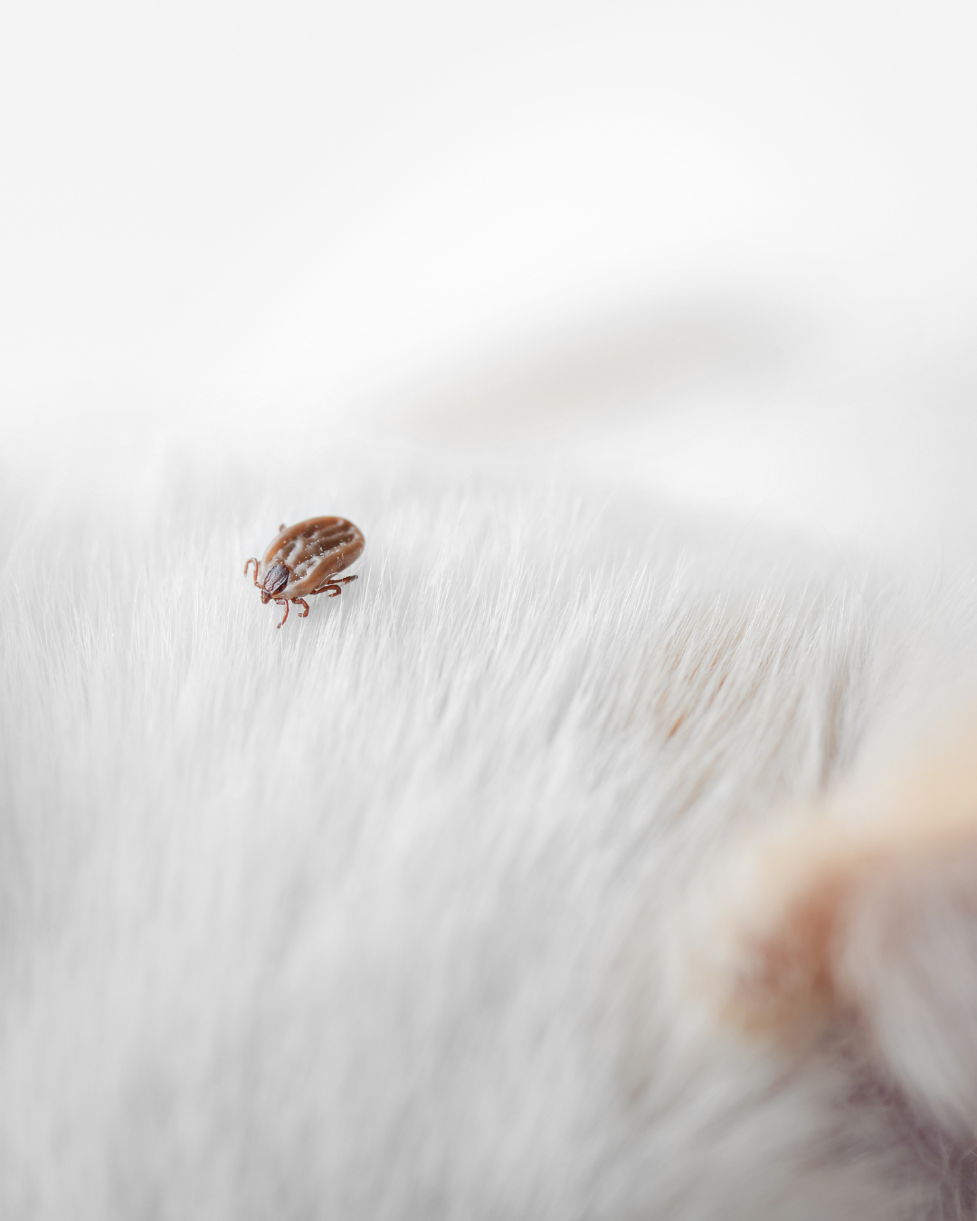 Les tiques chien - Votre vétérinaire à domicile, Céline