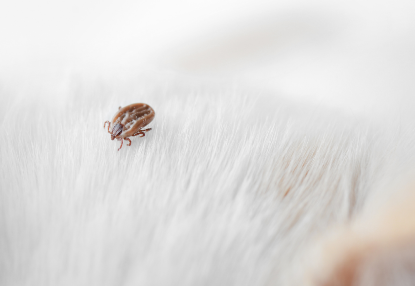 Les tiques chien - Votre vétérinaire à domicile, Céline