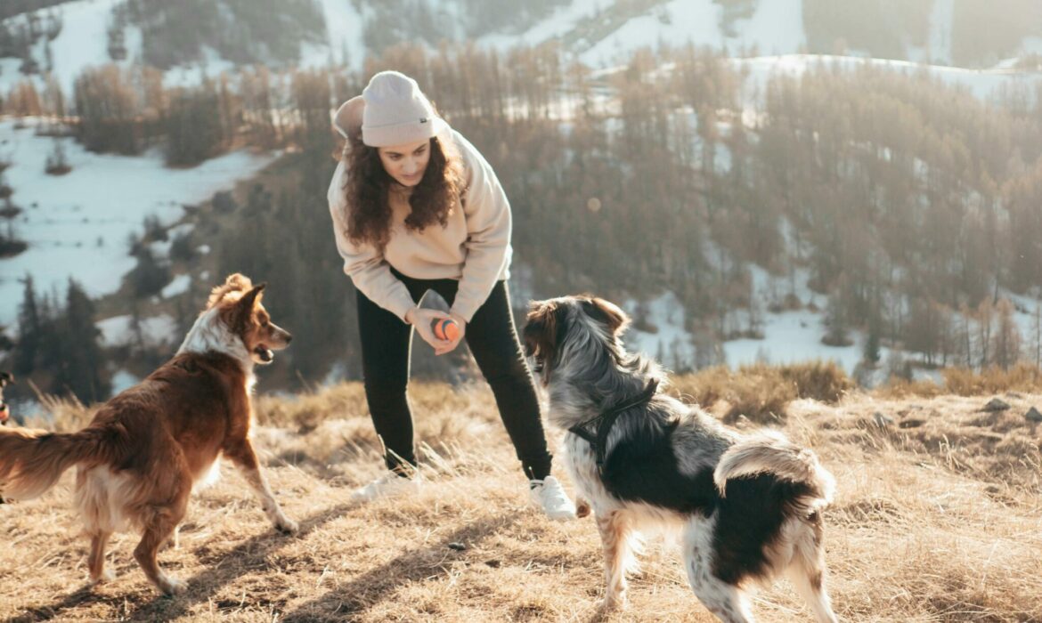 Cohabitation harmonieuse après avoir adopté un deuxième animal