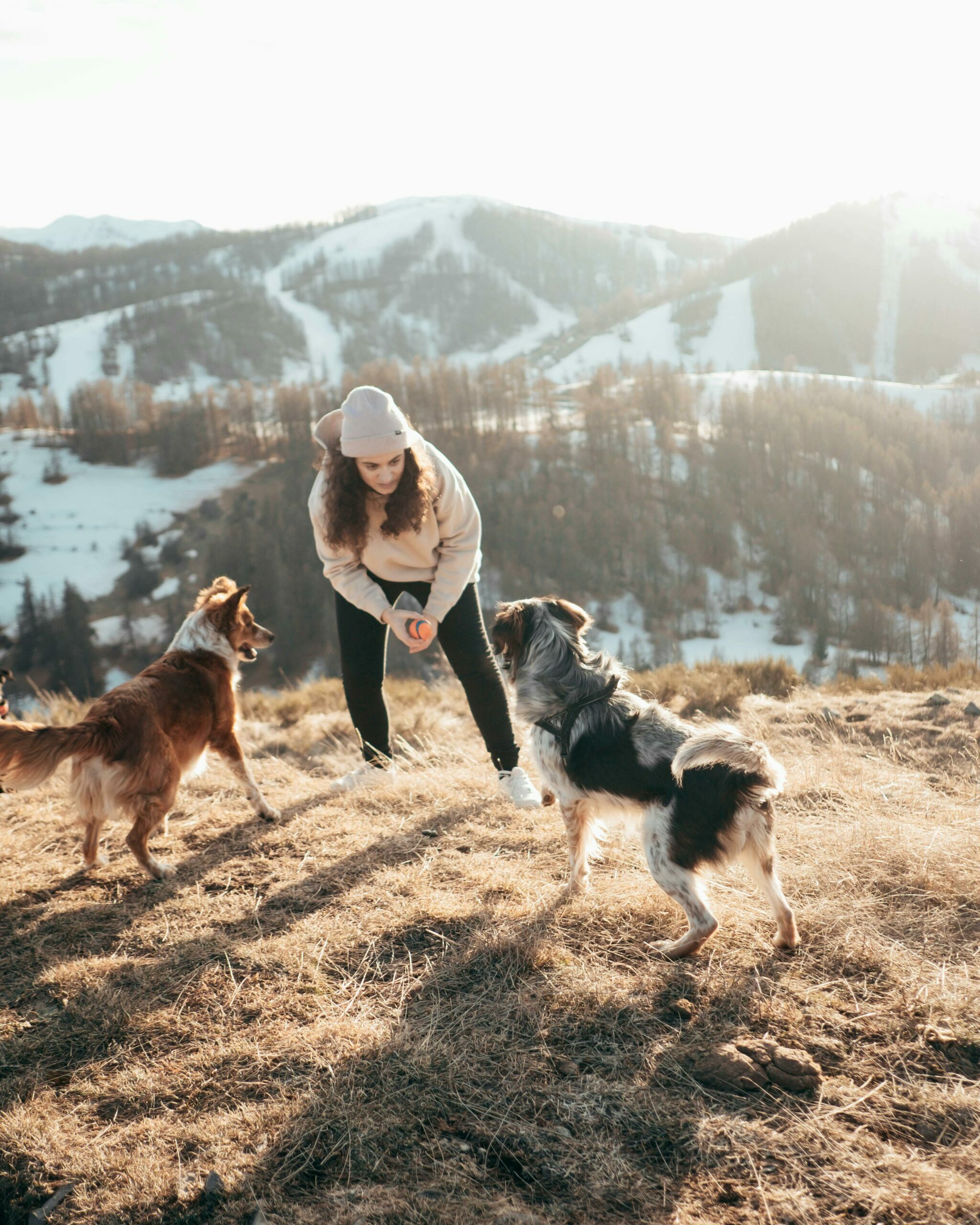 Cohabitation harmonieuse après avoir adopté un deuxième animal