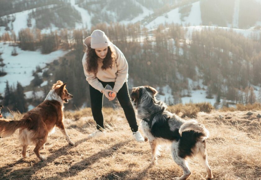 Cohabitation harmonieuse après avoir adopté un deuxième animal