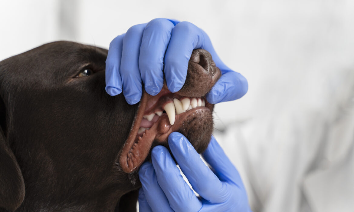 Les soins dentaires chez les animaux - vétérinaire, Montpellier