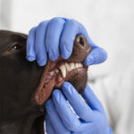 Les soins dentaires chez les animaux