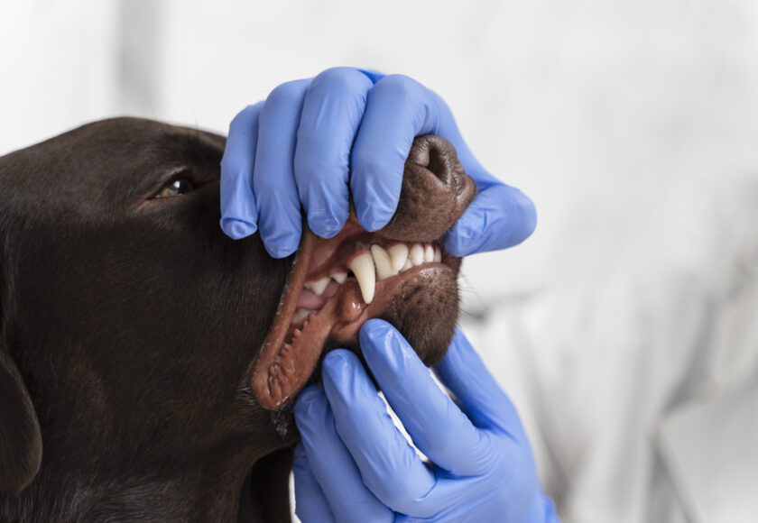 Les soins dentaires chez les animaux - vétérinaire, Montpellier