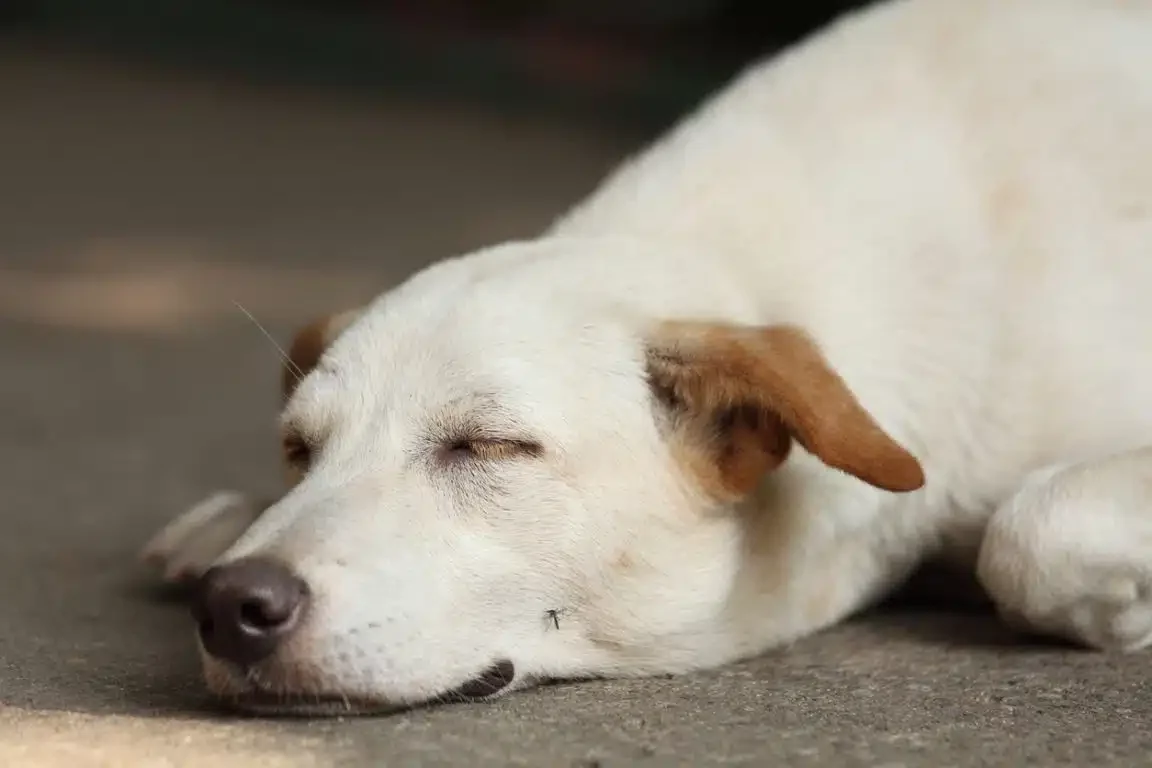 moustique sur un chien qui dort