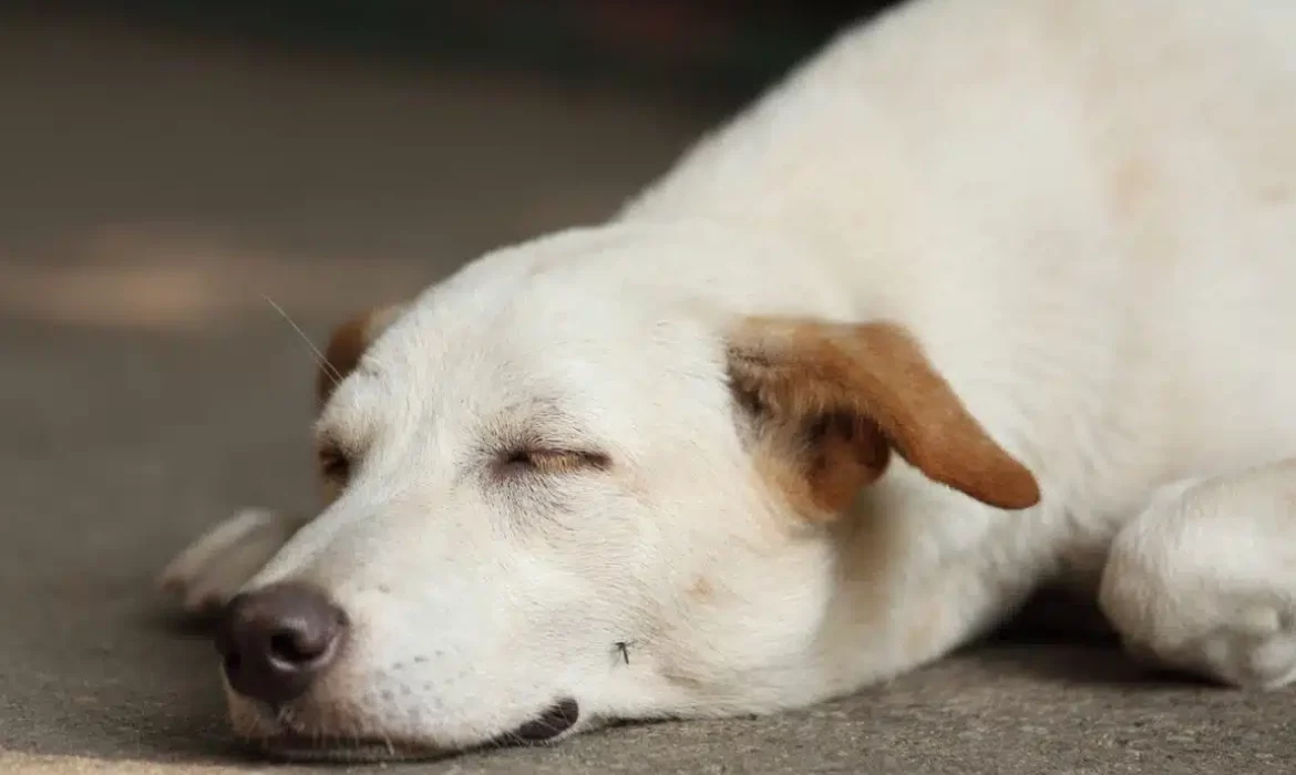 moustique sur un chien qui dort