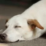 Les maladies transmises par les moustiques chez les chiens et les chats