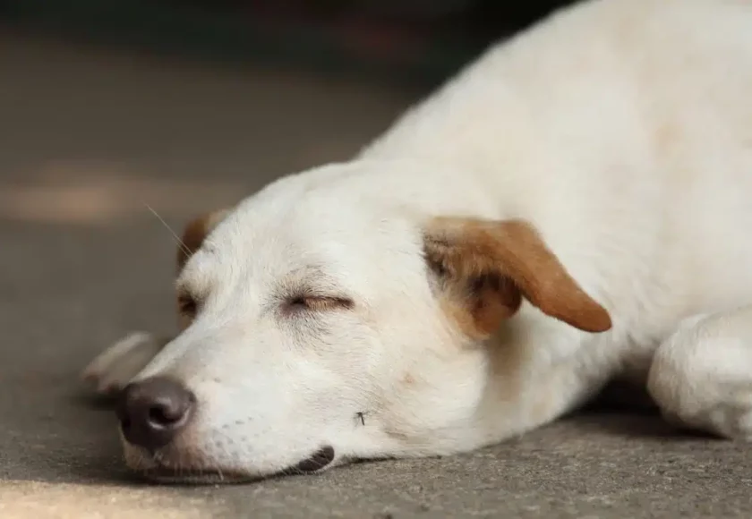 moustique sur un chien qui dort