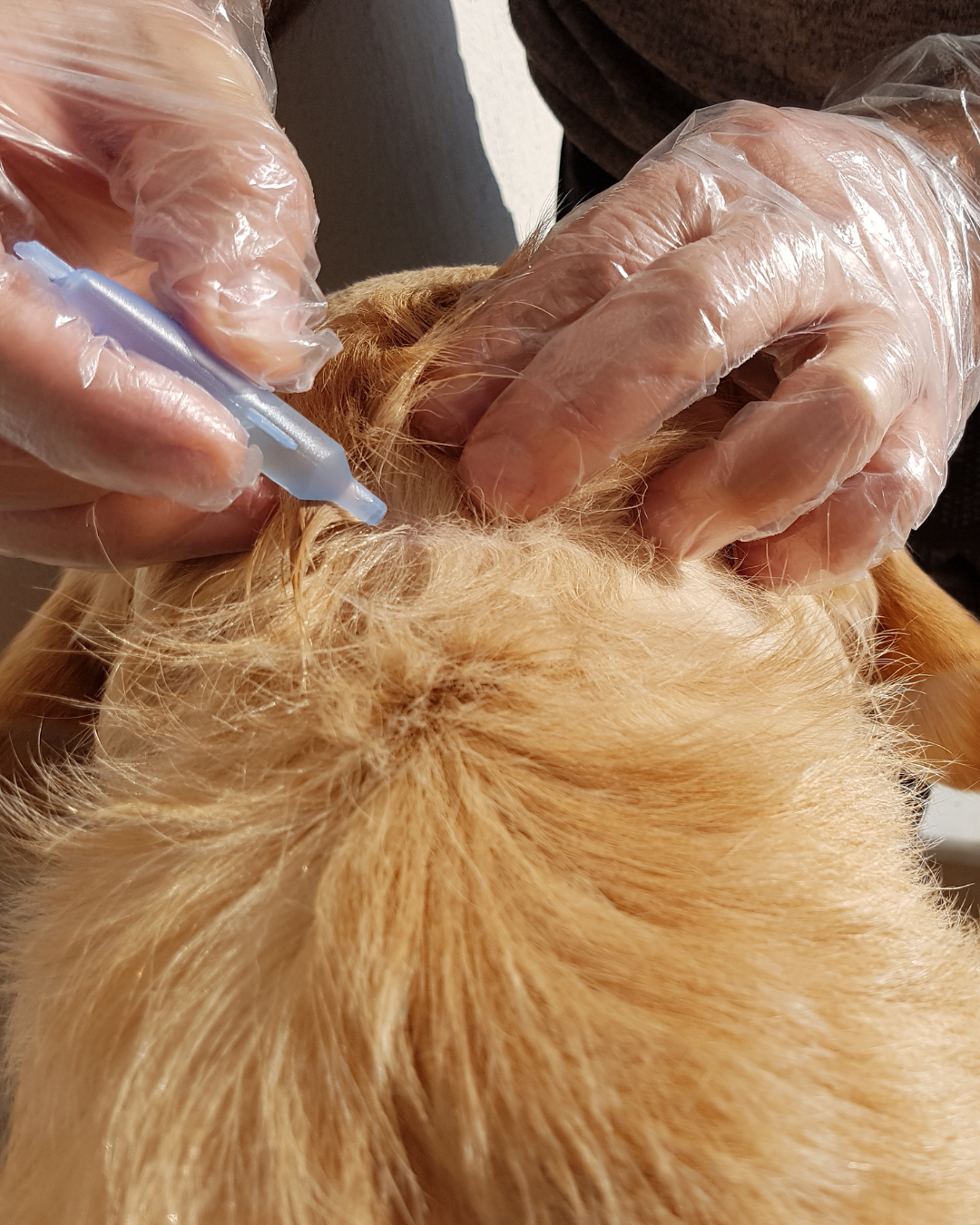Personne qui vermifuge son chien - Vét à dom, Montpellier