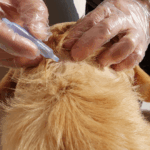 Vermifuger son animal : guide complet