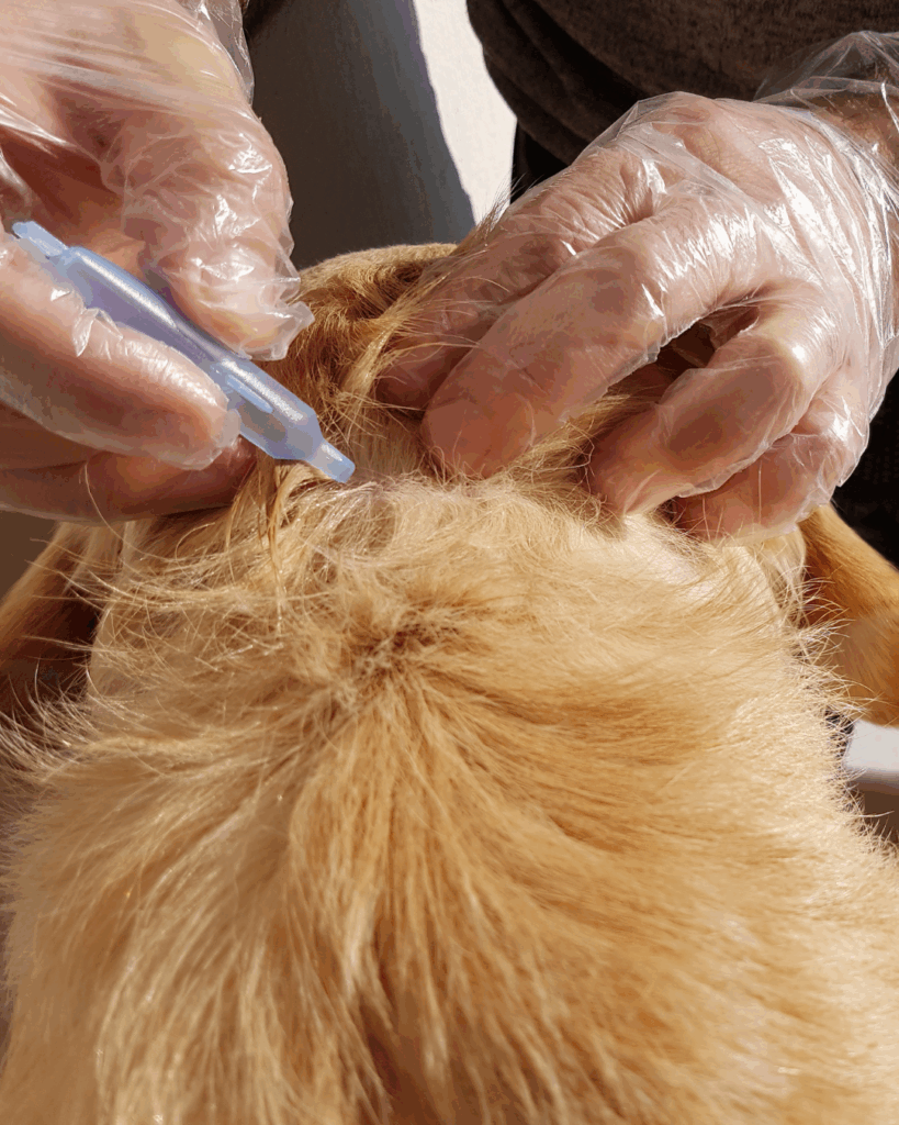 Personne qui vermifuge son chien - Vét à dom, Montpellier