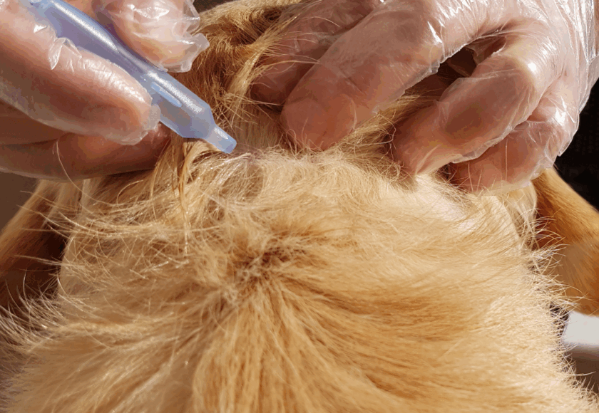 Personne qui vermifuge son chien - Vét à dom, Montpellier
