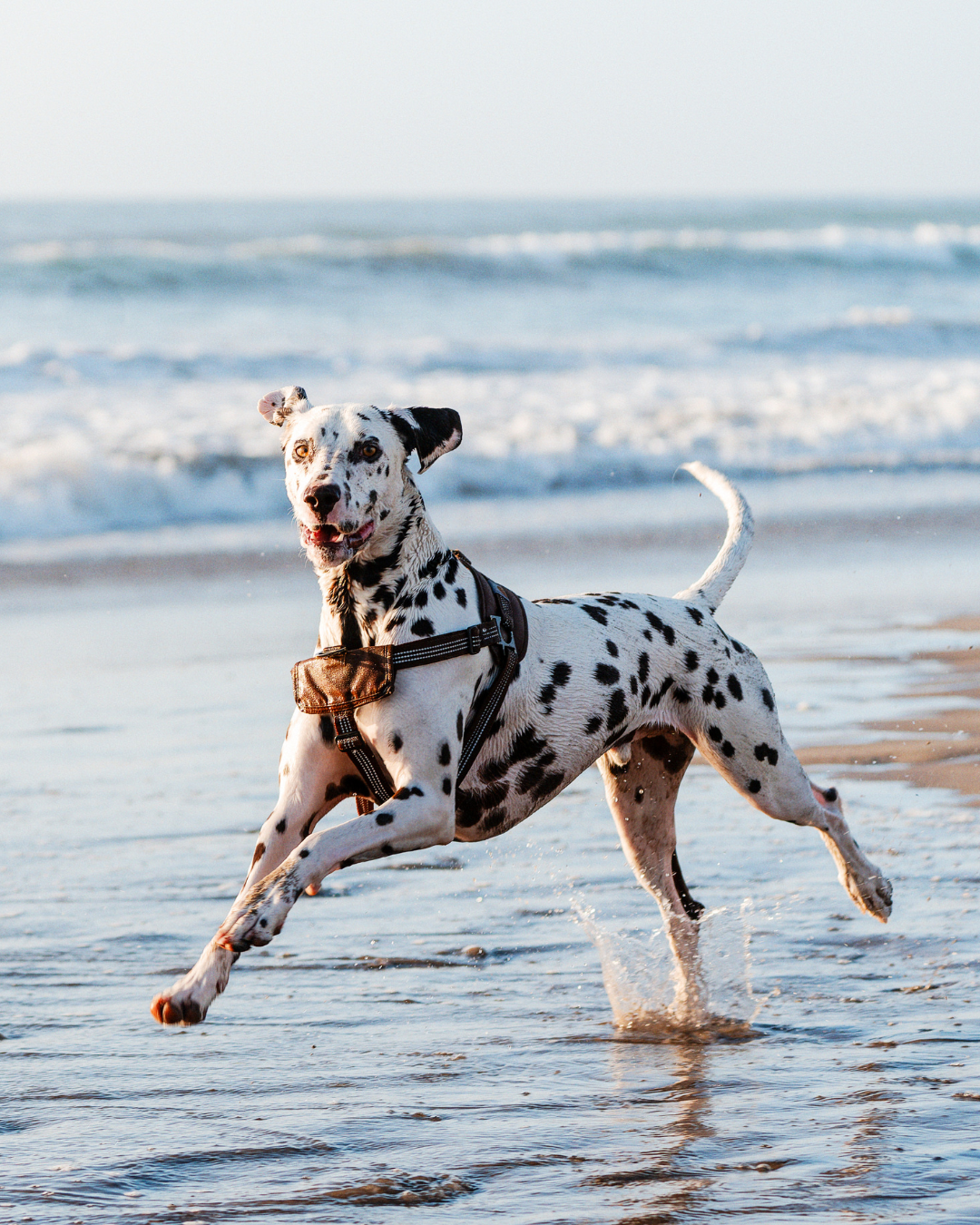 Organiser des vacances avec mon chien - Vét à dom, Montpellier