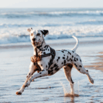 Vacances avec mon chien