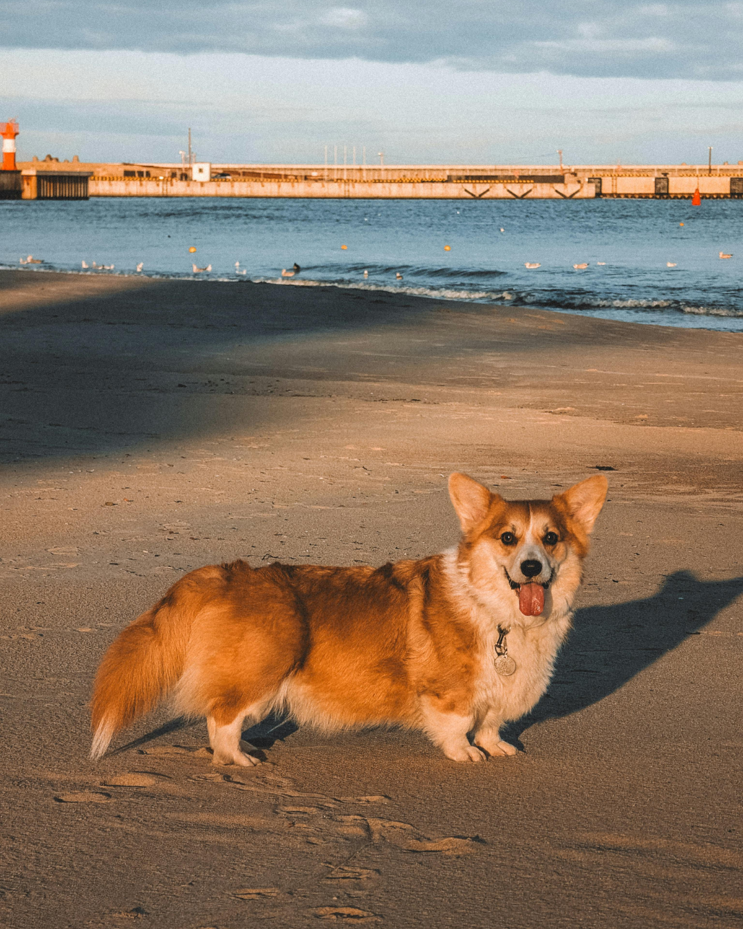 chien et chaleur, les conseils de votre vétérinaire à Montpellier