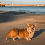 Chien chaleur nos conseils pour protéger son compagnon pendant l’été