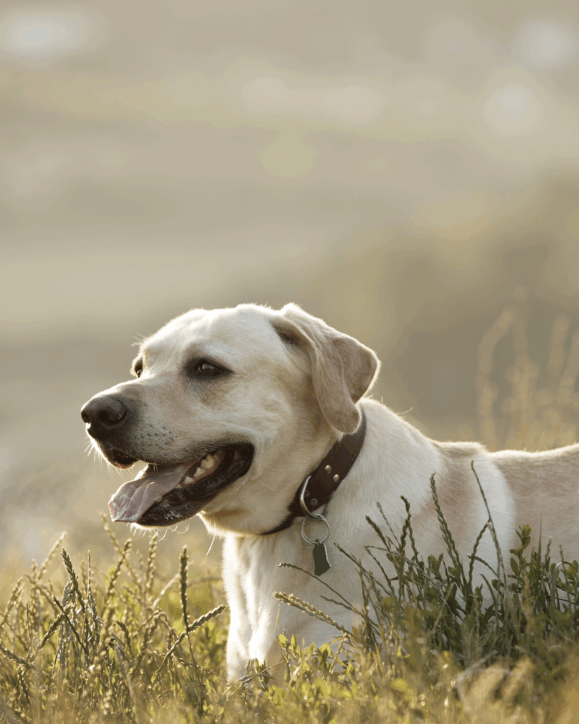 Chien en portrait dans le blé des épillets - Vet à dom, Montpellier