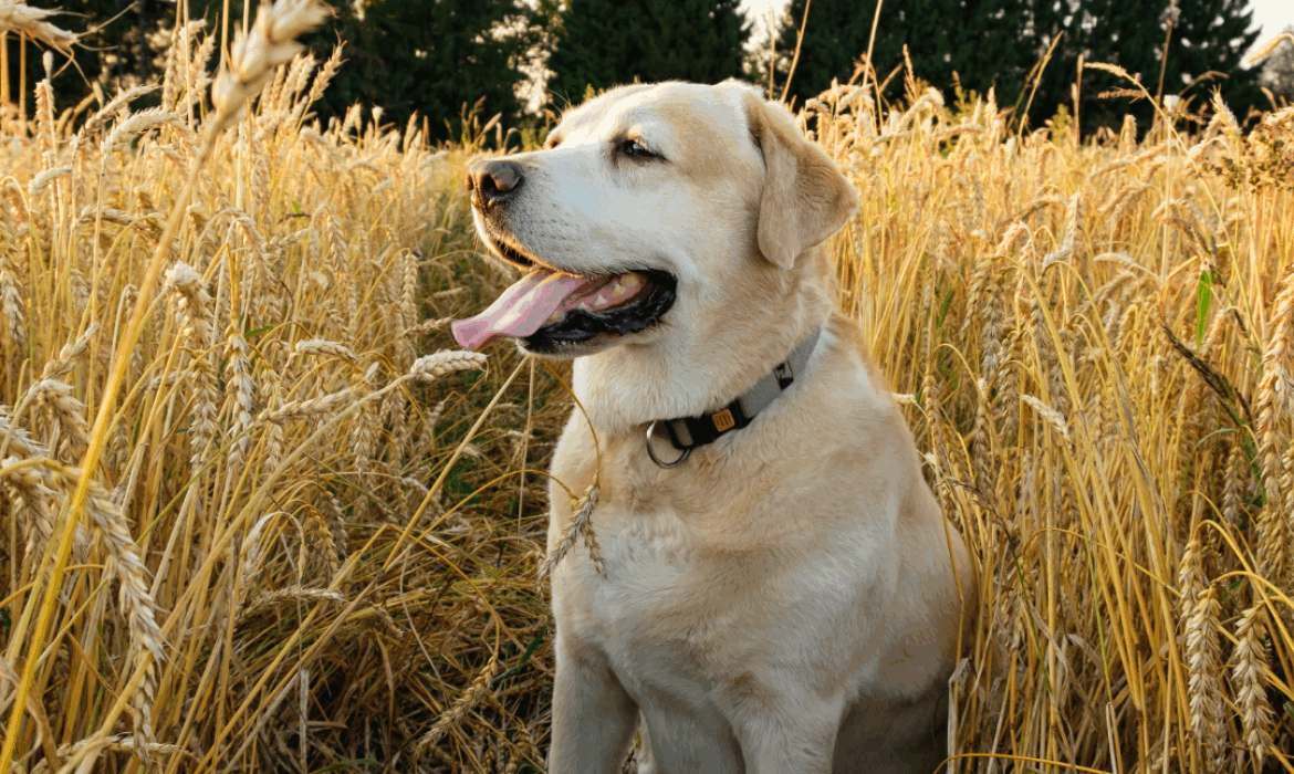 Chien au milieu des épillets - Vet à dom, Saint Clément de Rivière