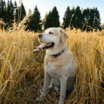Comment protéger votre chien contre les épillets ?