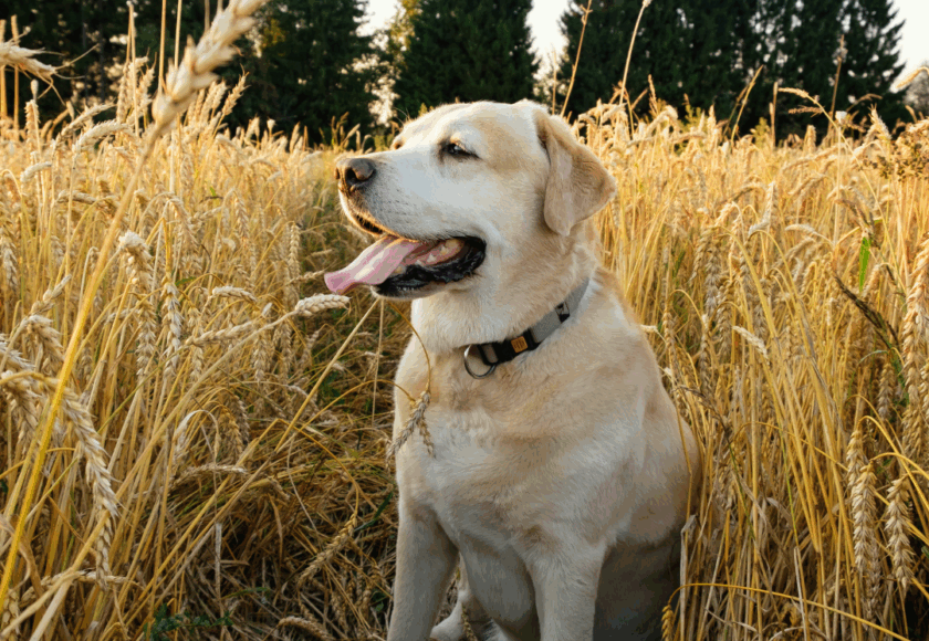 Chien au milieu des épillets - Vet à dom, Saint Clément de Rivière