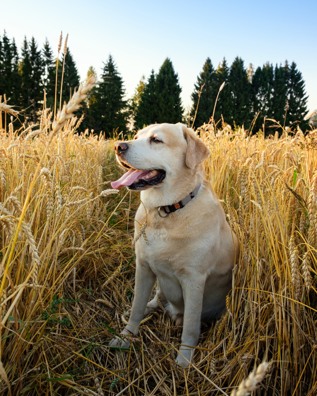 Chien au milieu des épillets - Vet à dom, Saint Clément de Rivière