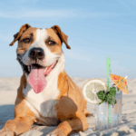 Dangers de la chaleur pour les chiens