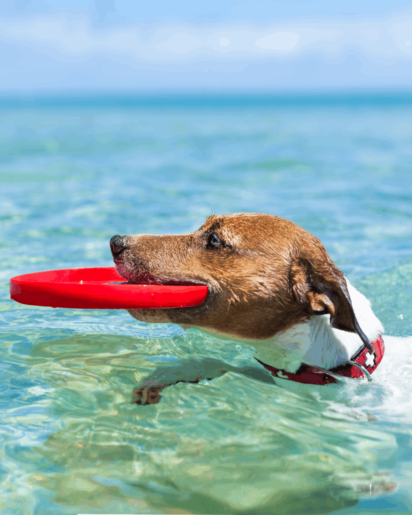 chien que se baigne - vet à dom