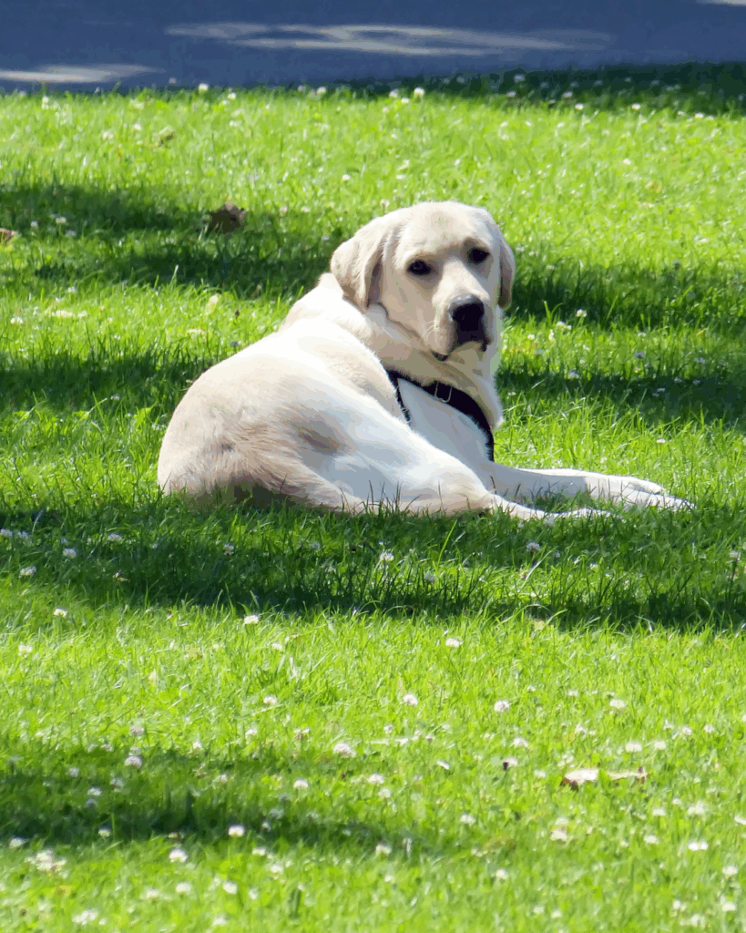 danger de la chaleur pour un chien - Vet à dom