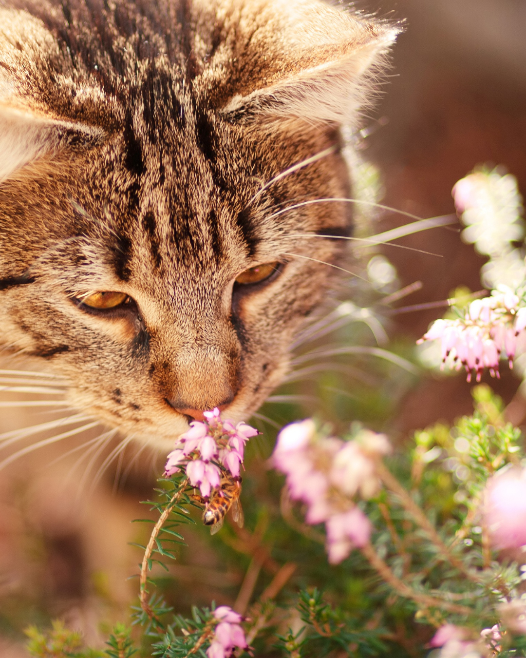 chat qui sent une fleur - vet à dom montpellier