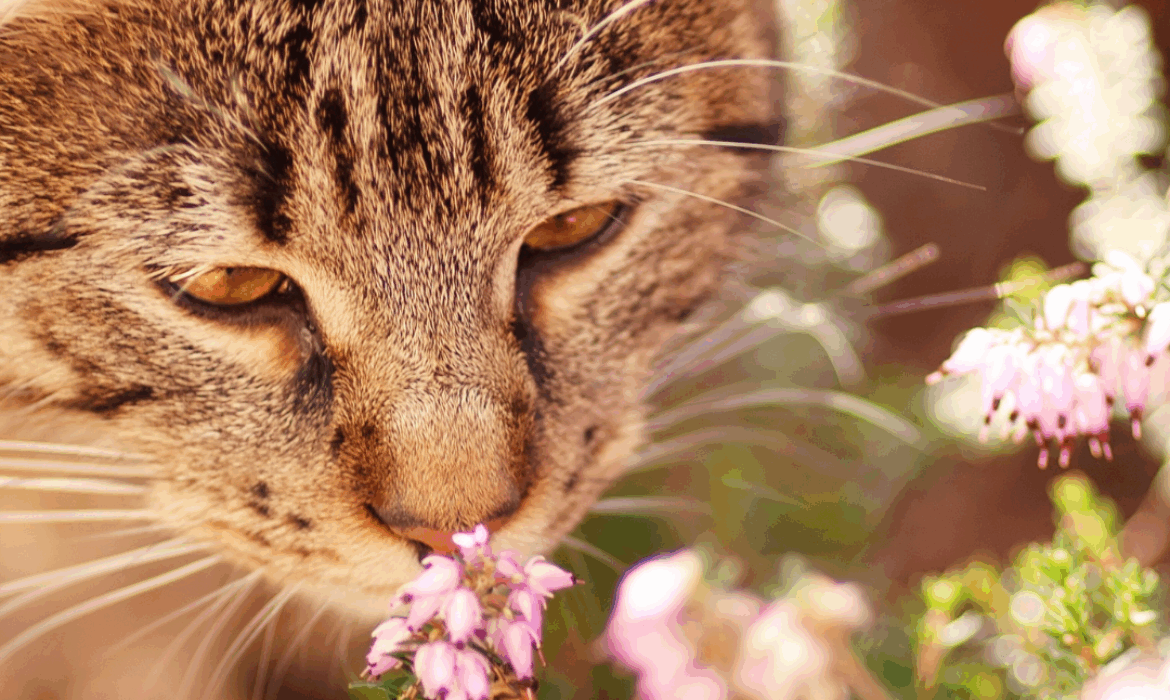 chat qui sent une fleur - vet à dom montpellier