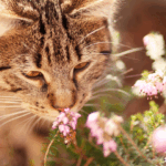 Intoxication chien chat