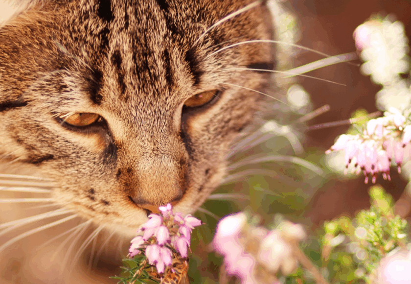 chat qui sent une fleur - vet à dom montpellier