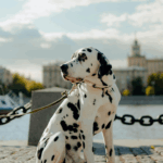Garde d’animaux durant les vacances