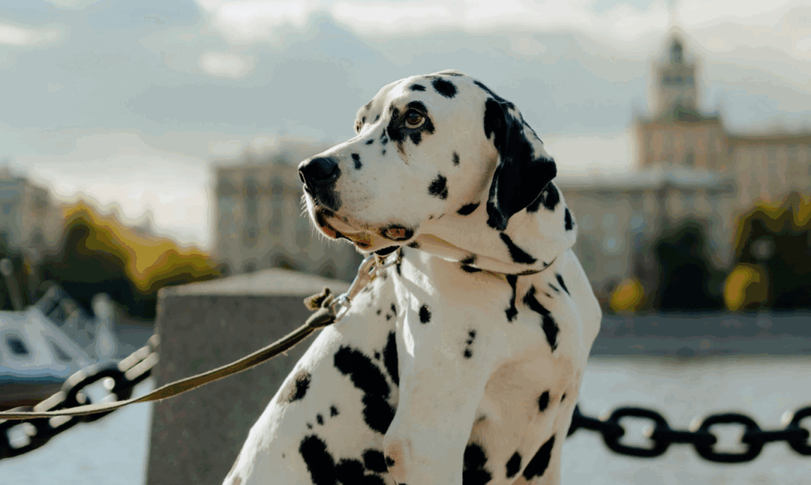 Chien en balade - garde animaux vacances, vet à dom montpellier