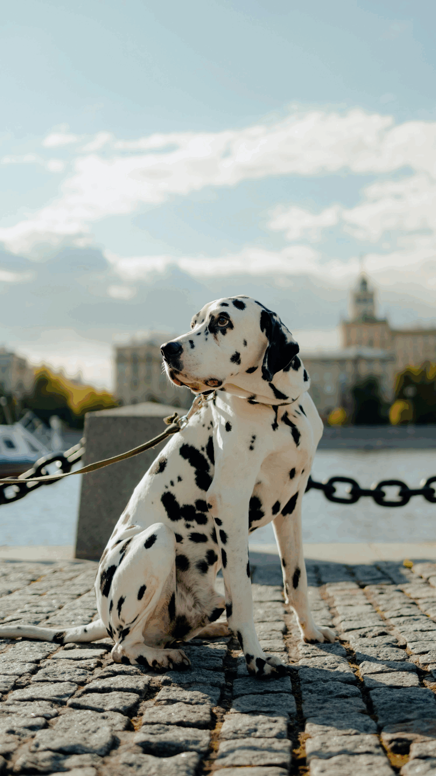Chien en balade - garde animaux vacances, vet à dom montpellier