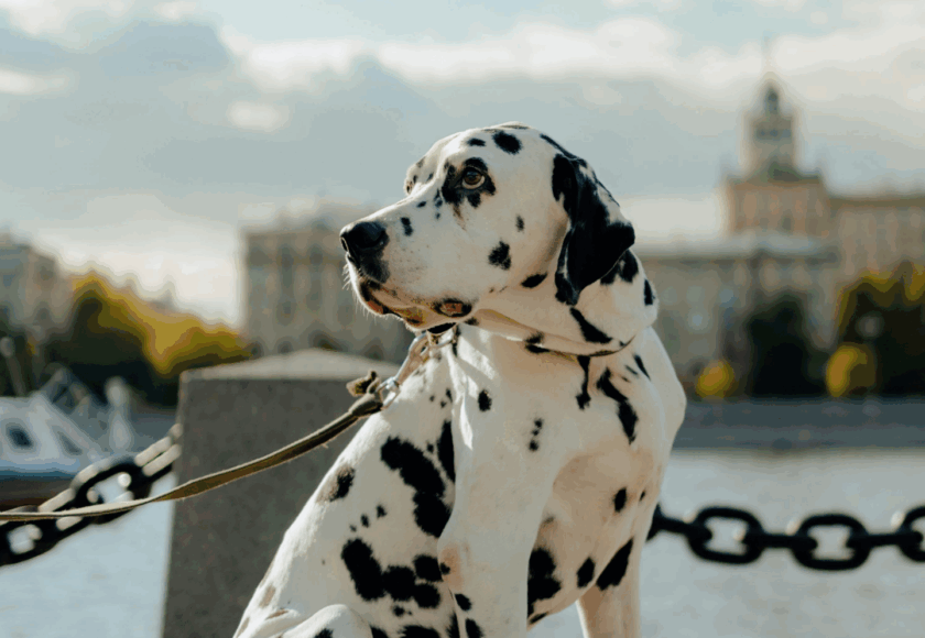 Chien en balade - garde animaux vacances, vet à dom montpellier