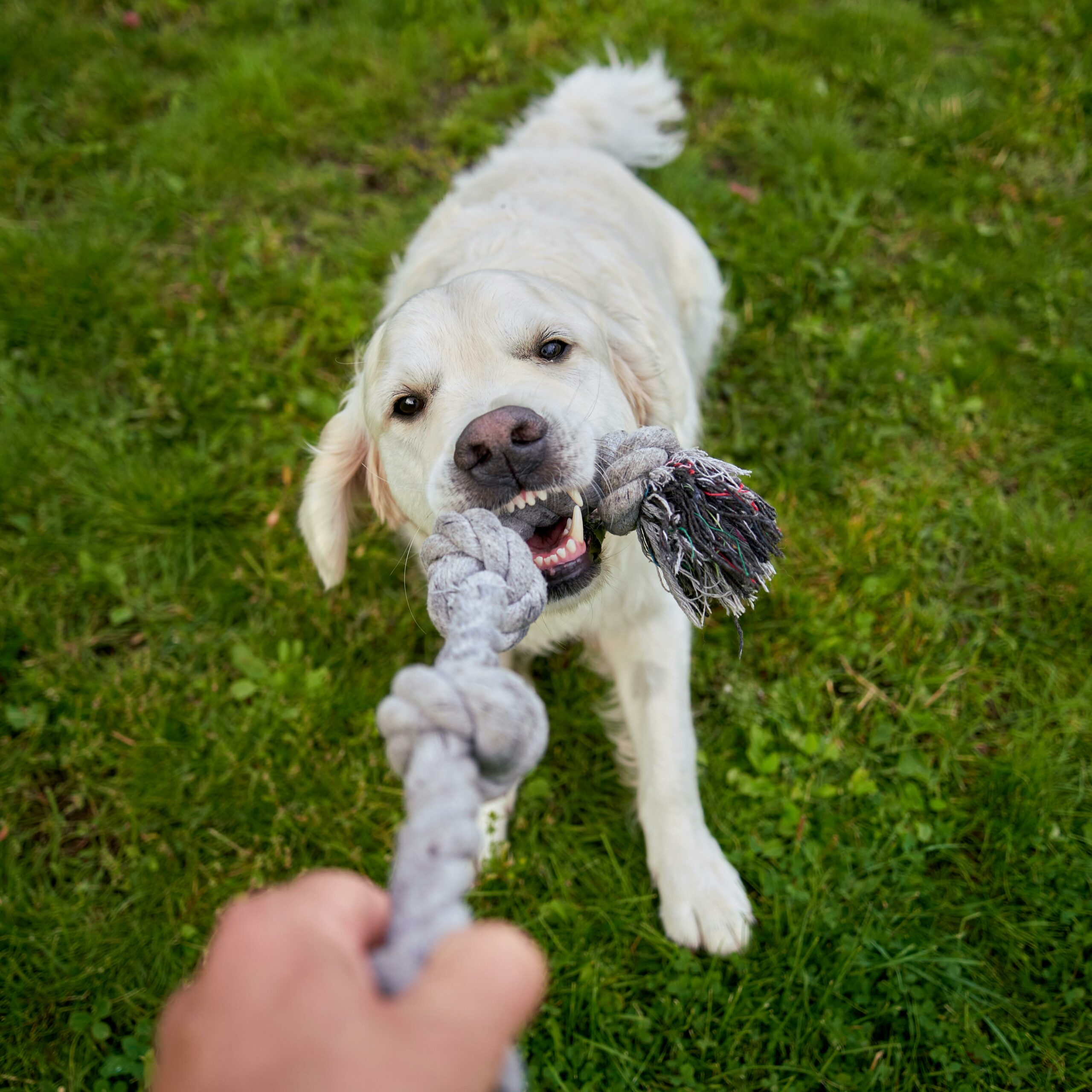 chien qui joue - garde animaux vacances, vet à dom montpellier