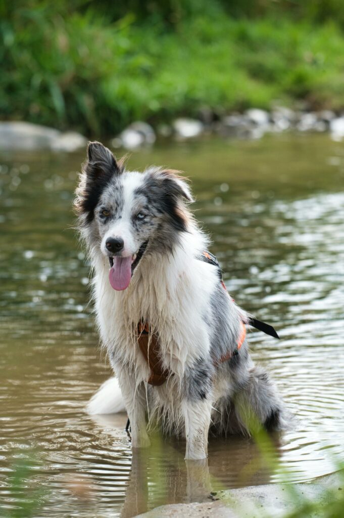 chien style berger australien dans de l'eau stagnante