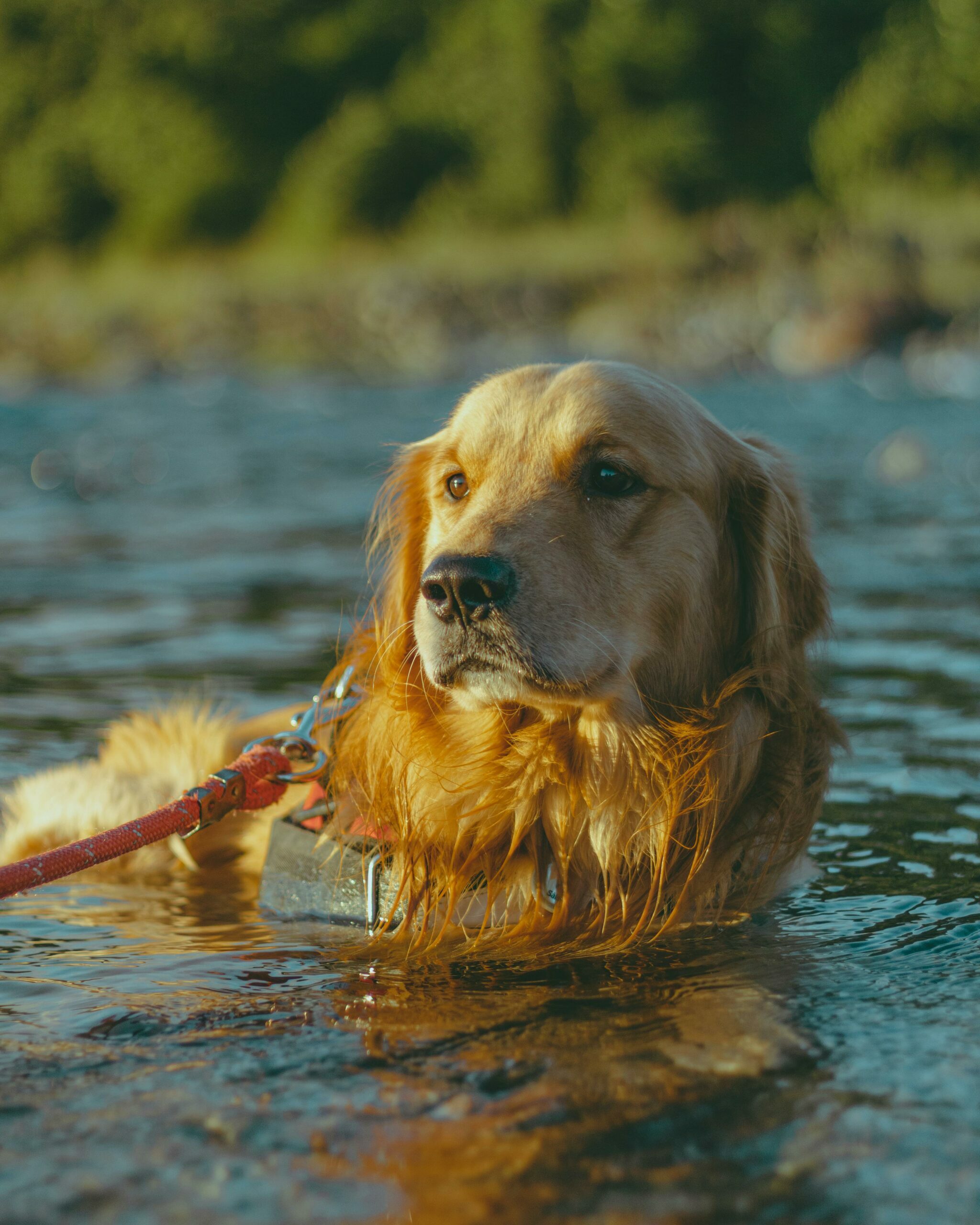 Chien qui se baigne dans de l'eau stagnante - vet à dom situé dans le nord de monptellier