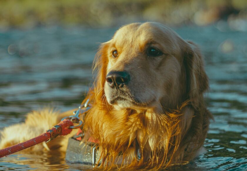 Chien qui se baigne dans de l'eau stagnante - vet à dom situé dans le nord de monptellier