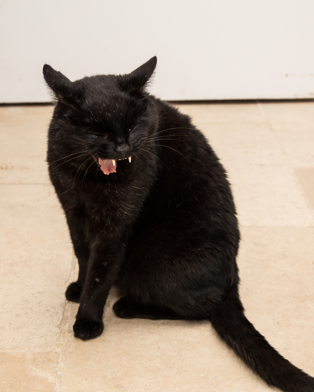 Chat qui vomit - Vétérinaire Saint Gely du Fesc