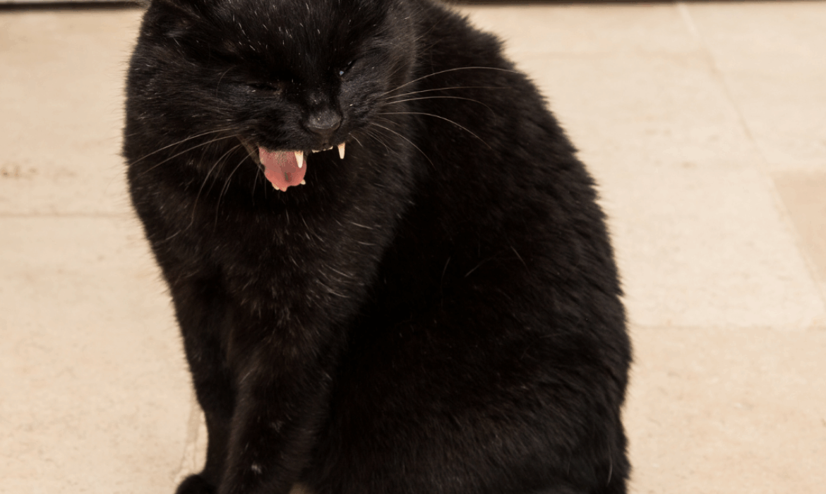 Chat qui vomit - Vétérinaire Saint Gely du Fesc