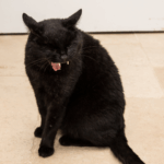 Pourquoi mon chat vomit souvent et que faire ?