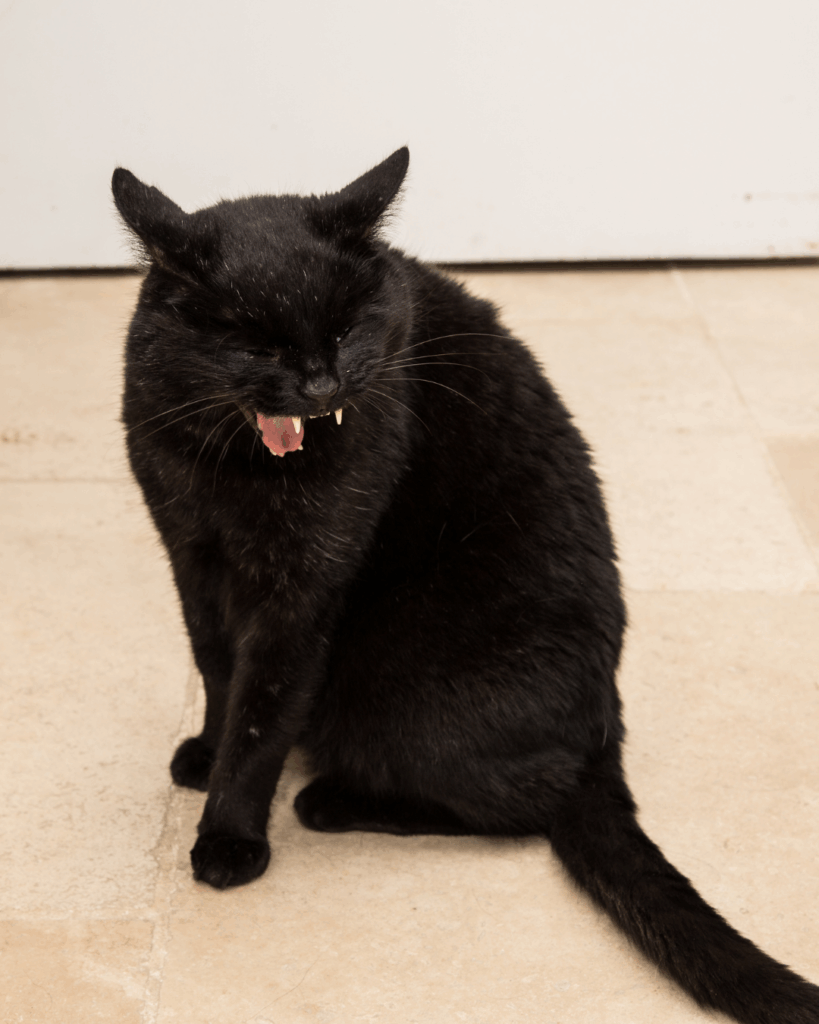 Chat qui vomit - Vétérinaire Saint Gely du Fesc