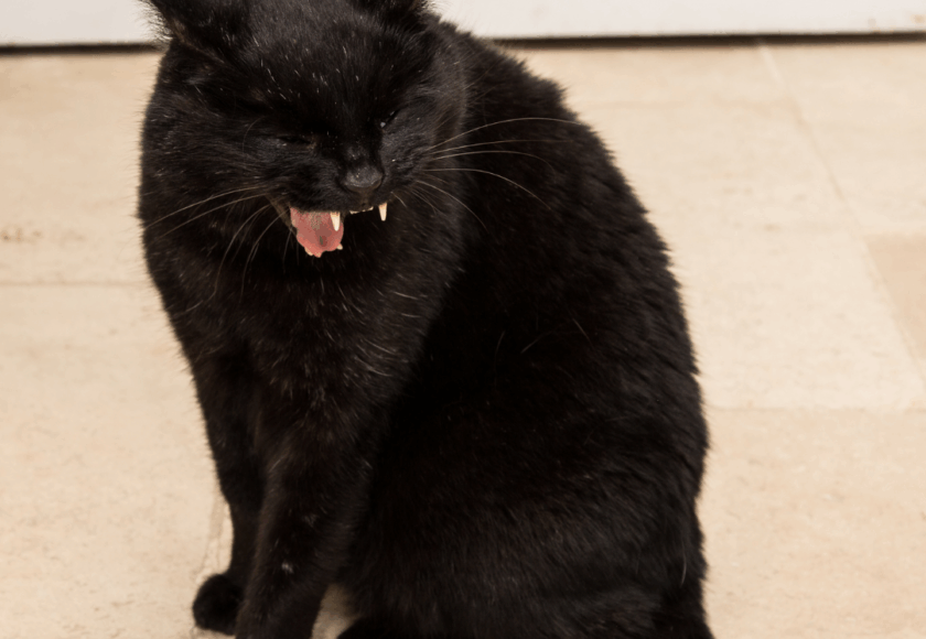 Chat qui vomit - Vétérinaire Saint Gely du Fesc