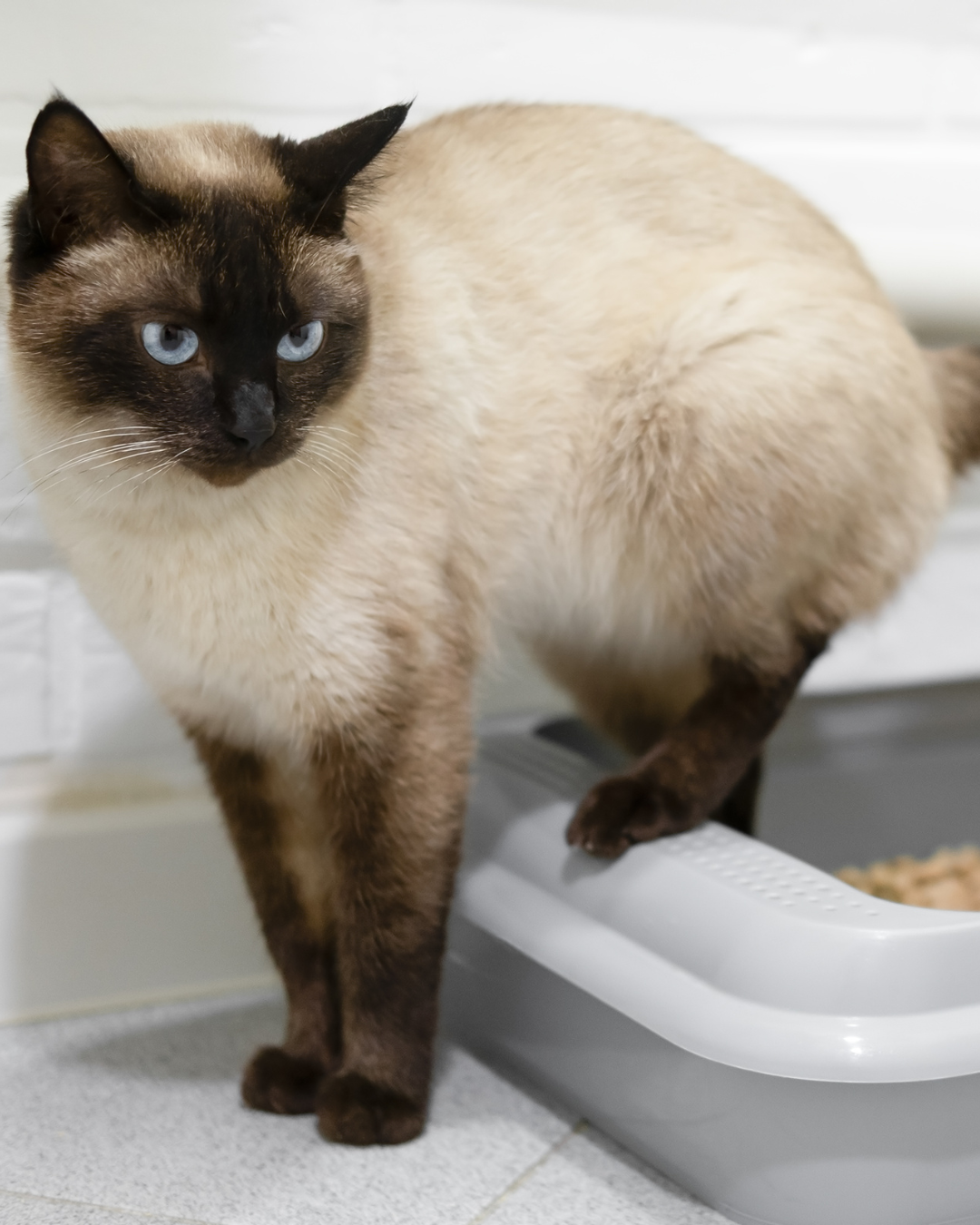 Chat qui fait pipi partout - Vétérinaire à Saint Gély du Fesc