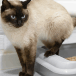Pourquoi mon chat fait-il pipi partout ?